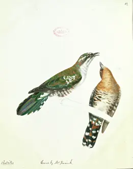 Fenwick: Chrysococcyx caprius, diederik cuckoo
