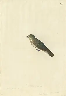 Cuculiformes: Chrysococcyx lucidus, shining bronze cuckoo