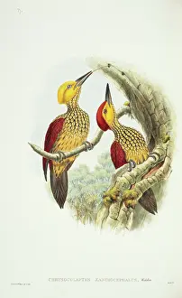 Piciformes: Chrysocolaptes lucidus xanthocephalus, greater flame-backed
