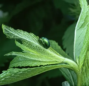 Lamiales: Chrysolina menthastri, mint leaf beetle eating a mint leaf