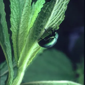 Labiatae: Chrysolina menthastri, mint leaf beetle eating a mint leaf