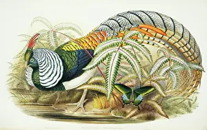 Pteridophyta: Chrysolophus amherstiae, Lady Amherst's pheasant
