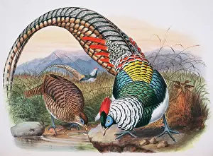 Belly: Chrysolophus amherstiae, Lady Amherst's pheasant
