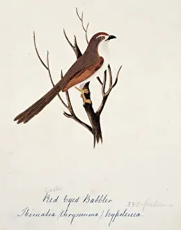 Bushby: Chrysomma sinense, yellow-eyed babbler