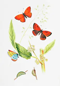 Pupa: Chrysophanus dispar, large copper