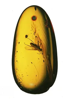 Oligocene: Chrysopilus sp. fossil fly in amber