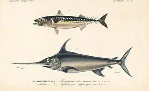Gladius: Chub mackerel, Scomber colias, and swordfish