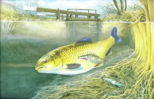 Chub: Chub and Stickleback