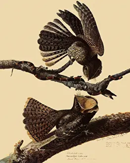 Spreading: Chuck-Will's Widow