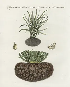 Tuber: Chufa or tigernut sedge, Cyperus esculentus