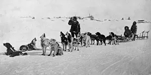 Husky: Chukchi, 1913