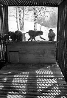 Monkeys: Chumakov Institute of Poliomyelitis & Viral Encephalitides