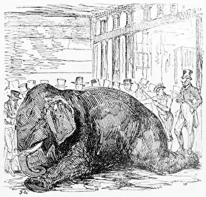 Chunee the elephant