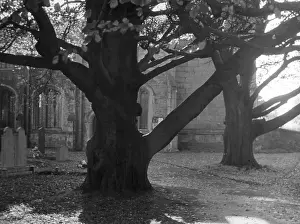 Retford: CHURCHYARD BEECHES