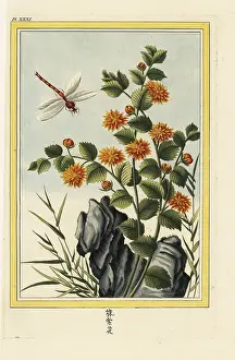 Harman: Chyrsanthemum indicum
