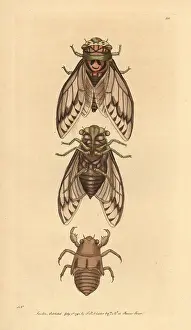 Cicada: Cicada, Lyristes plebejus