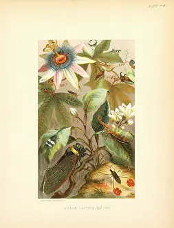 Cicadas: Cicadas - lanternfly - insects - animals - nature
