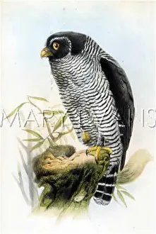 Lineata: CICCABA NIGRO-LINEATA