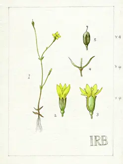 Bentham: Cicendia filiformis - yellow centaury