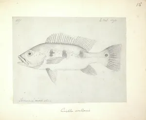 Ray Finned: Cichla ocellaris