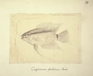 Ray Finned: Cichlasoma festivum