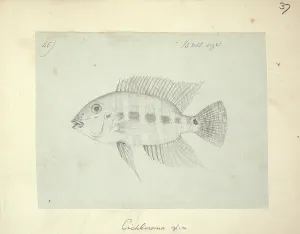 Ray Finned: Cichlasoma sp