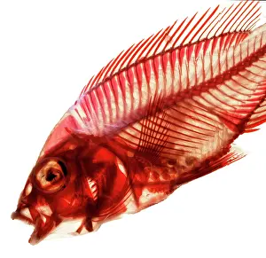 Perciform: Cichlid