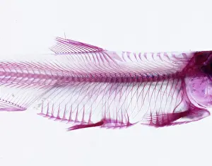 Perciform: Cichlid