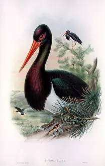 Nigra: Ciconia nigra, black stork