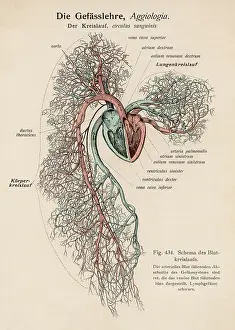 Stemming: CICULATION OF BLOOD/C19