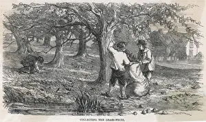 Cider: CIDER APPLE PICKING