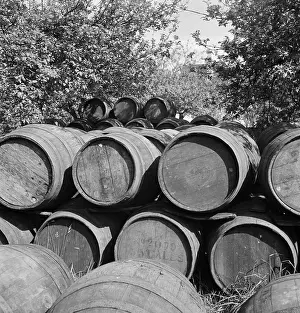 Maturing: Cider barrels