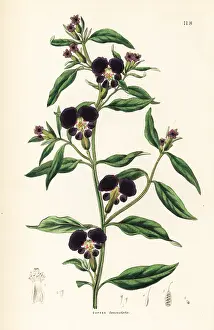 Lanceolata: Cigar flower or lance-leaved cuphea, Cuphea lanceolata