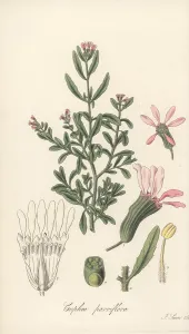 William Blackwood: Cigar plant, Cuphea denticulata
