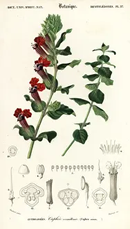 Louis Joseph Edouard Maubert: Cigar plant, Cuphea llavea