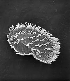 Alga: Ciliate plankton