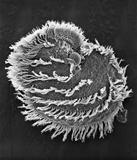 Alga: Ciliate plankton