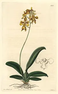 Oncidium: Ciliated oncidium orchid, Oncidium ciliatum