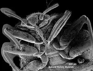 Piercing: Cimex lectularius, bed bug