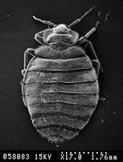 Piercing: Cimex lectularius, bed bug
