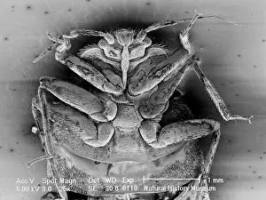 Piercing: Cimex lectularius, bed bug