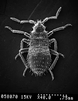 Piercing: Cimex lectularius, bed bug