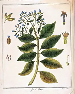 Jesuits: Cinchona (Jesuit's or Peruvian Bark). Source of