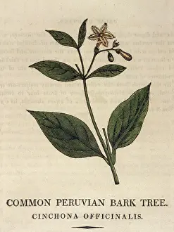 Jesuits: CINCHONA OFFICINALIS