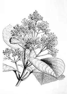 Quinine: CINCHONA PLANT