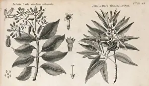 Jesuits: CINCHONA - QUININE 2