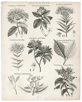 Quinine: Cinchona - Quinine