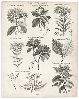 Quinine: Cinchona - Quinine