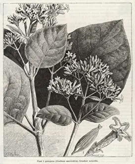 Quinine: CINCHONA SUCCIRUBRA