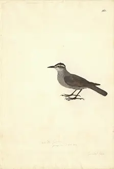 Brow: Cinclodes patagonicus, dark-bellied cinclodes